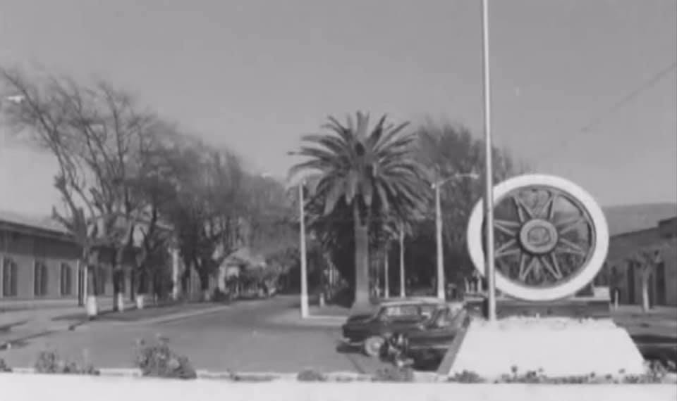 Palmeras y encinos con historia 1
